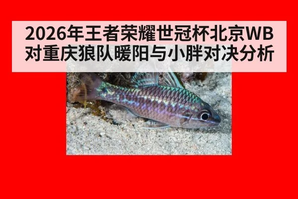 2026年王者荣耀世冠杯北京WB对重庆狼队暖阳与小胖对决分析